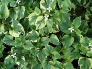 Houttuynia cordate 
